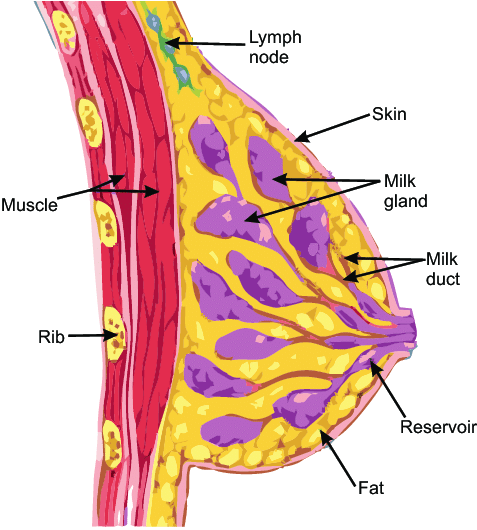 آناتومی و ساختار طبیعی پستان: