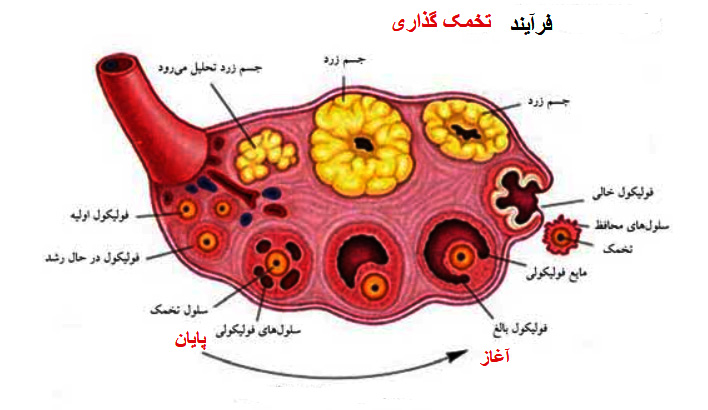 نقش FSH در چرخه قاعدگی