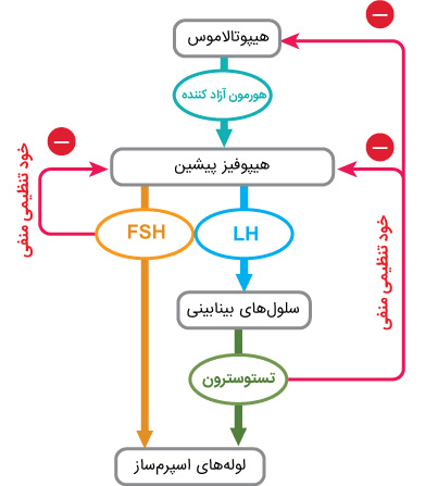 نقش هورمون FSH در مردان